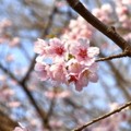 [植物]桜（オオカンザクラ）