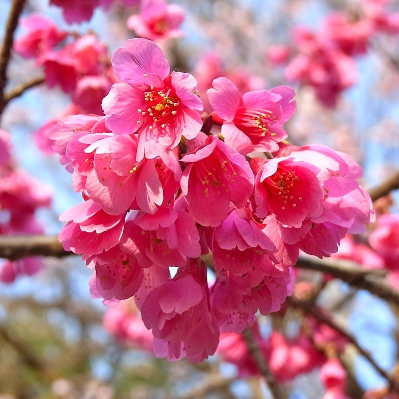 桜（カンシザクラ）