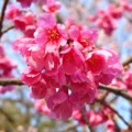 [植物]桜（カンシザクラ）