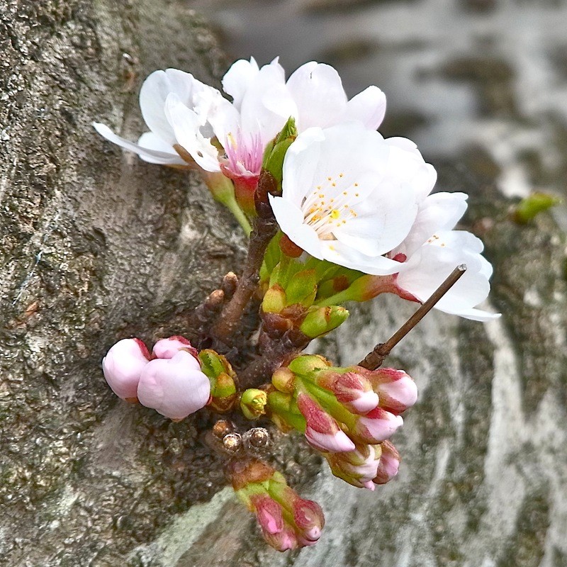 桜