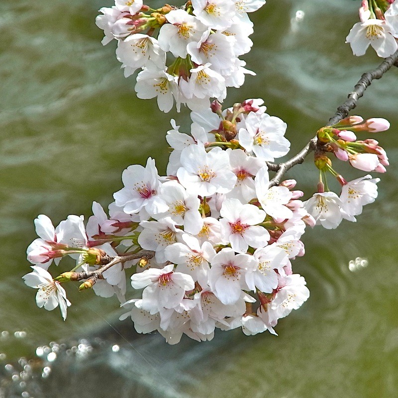 桜