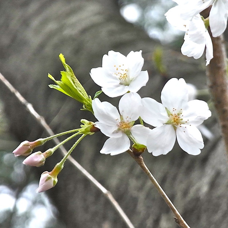 桜