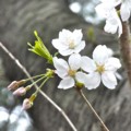 [植物]桜
