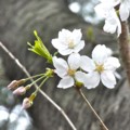 [植物]桜