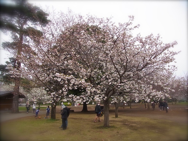 桜（白妙）