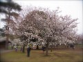 [植物]桜（白妙）