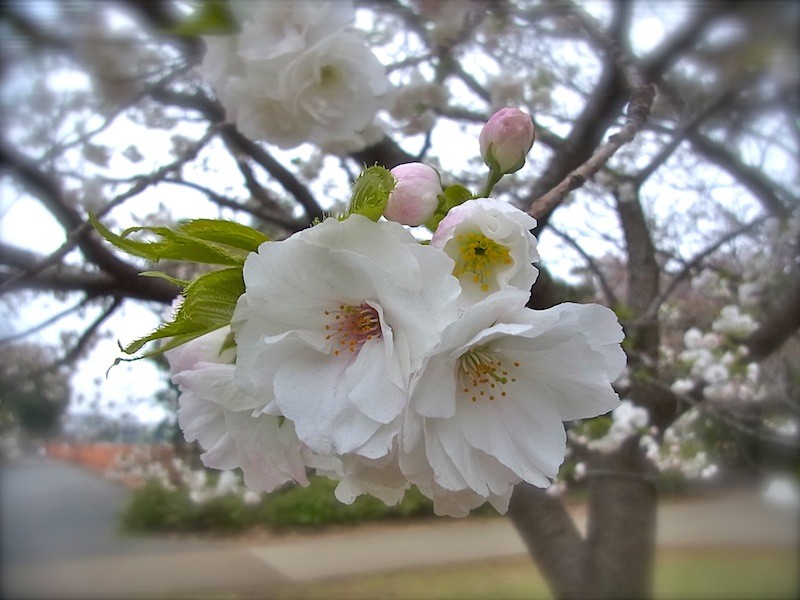 桜（白妙）