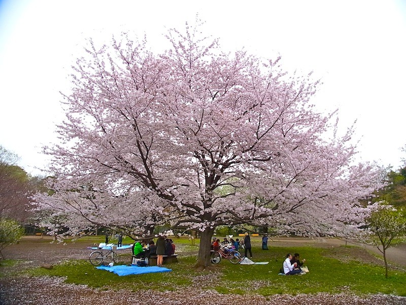 桜（ソメイヨシノ）