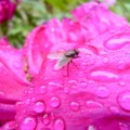 [植物]花と昆虫