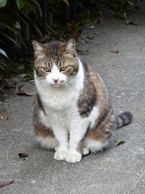 路地の猫