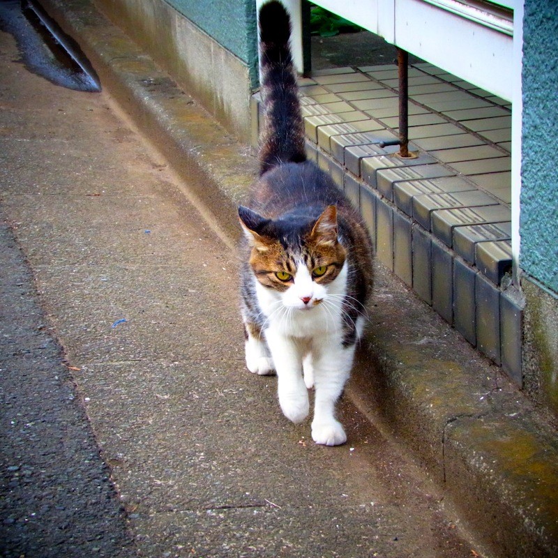 獲物を狙うような目つき