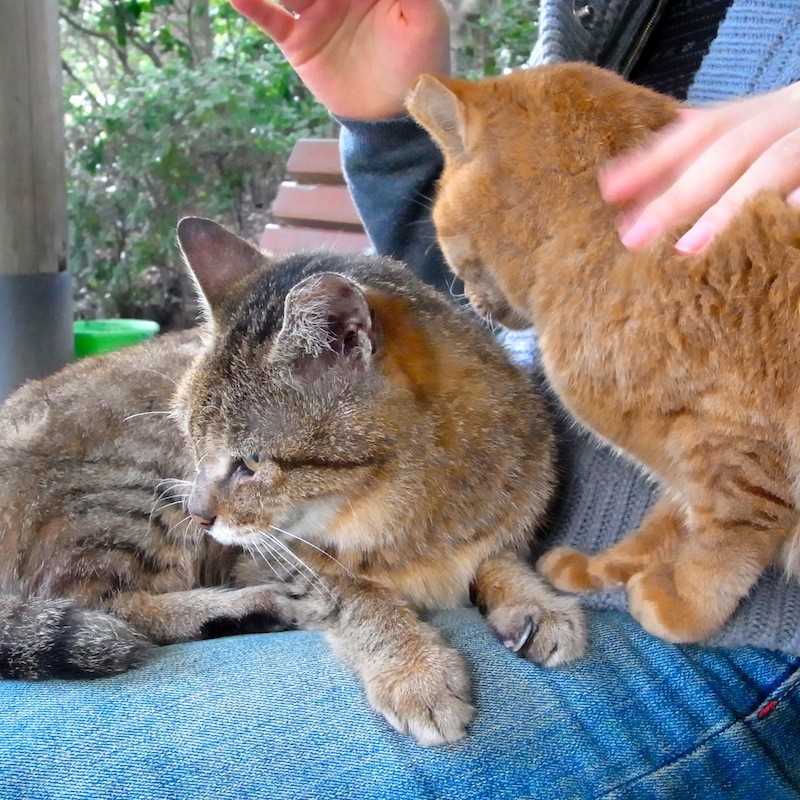 神奈川県某所の猫スポットにて