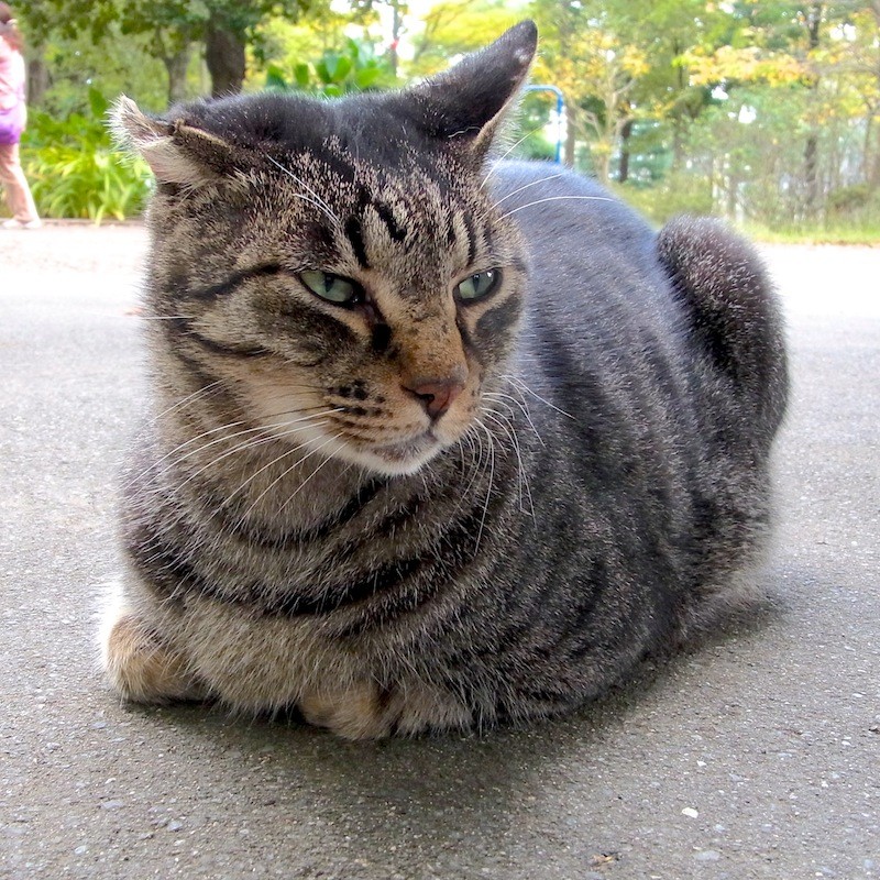 平塚の地域猫