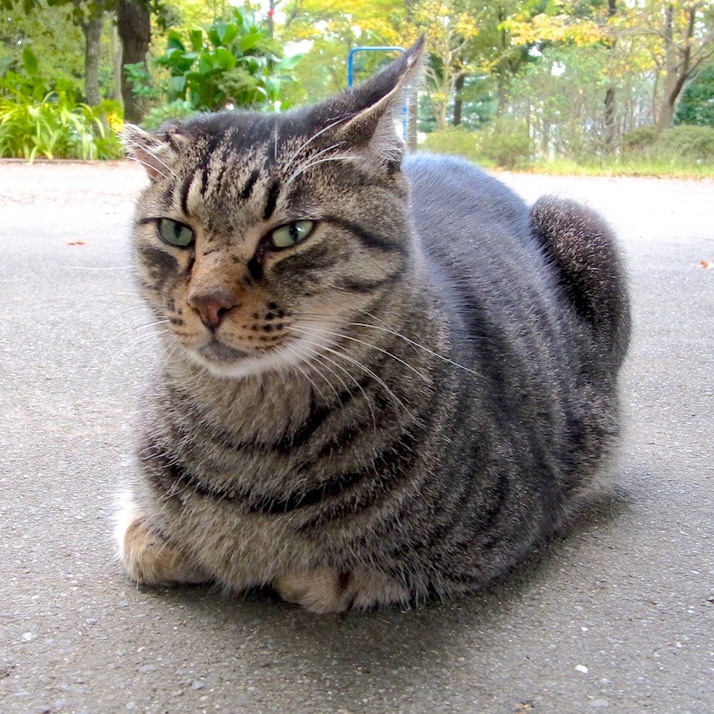 平塚の地域猫