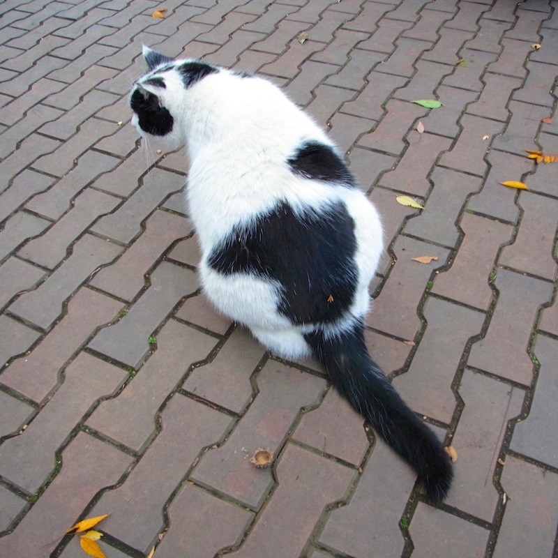 神奈川県某所の猫スポットにて