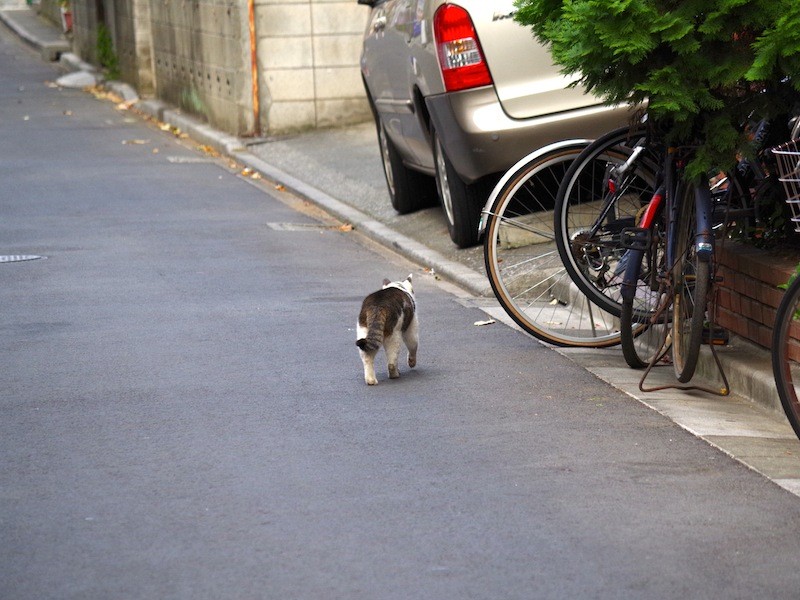 おやつの時間の猫