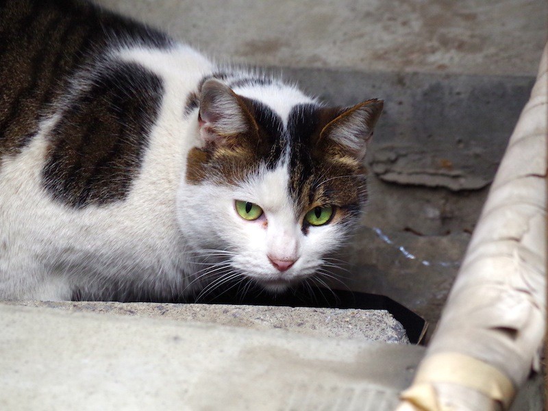 おやつの時間の猫