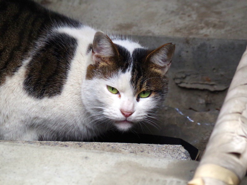 おやつの時間の猫