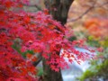 [風景写真]紅葉