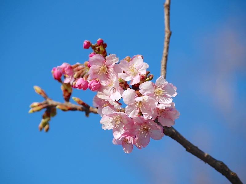 桜