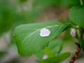 [植物]葉っぱ