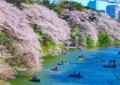 [風景写真]皇居の桜