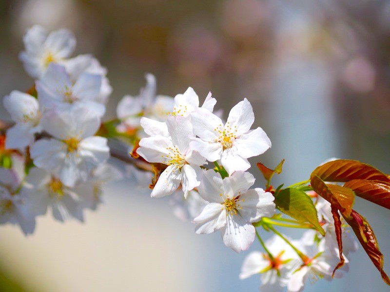 桜