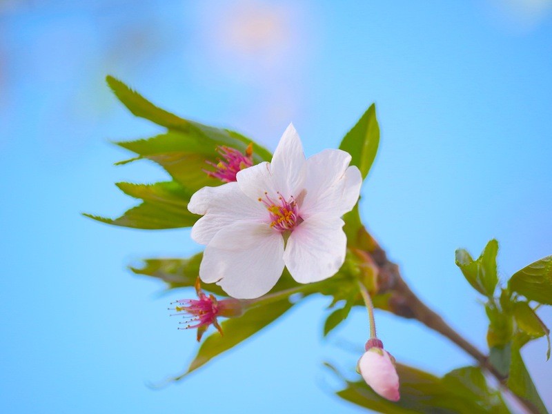 桜