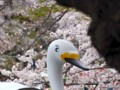 [風景写真]白鳥型の足漕ぎボートと桜