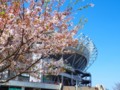 [風景写真]カシマスタジアムと桜