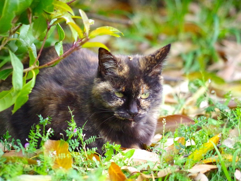 さび猫