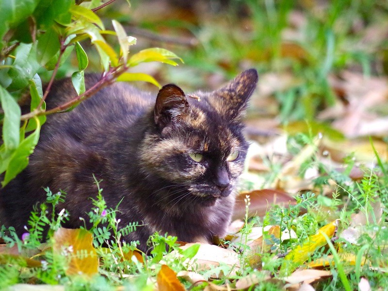 さび猫