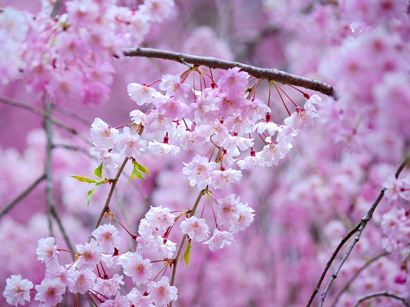 しだれ桜