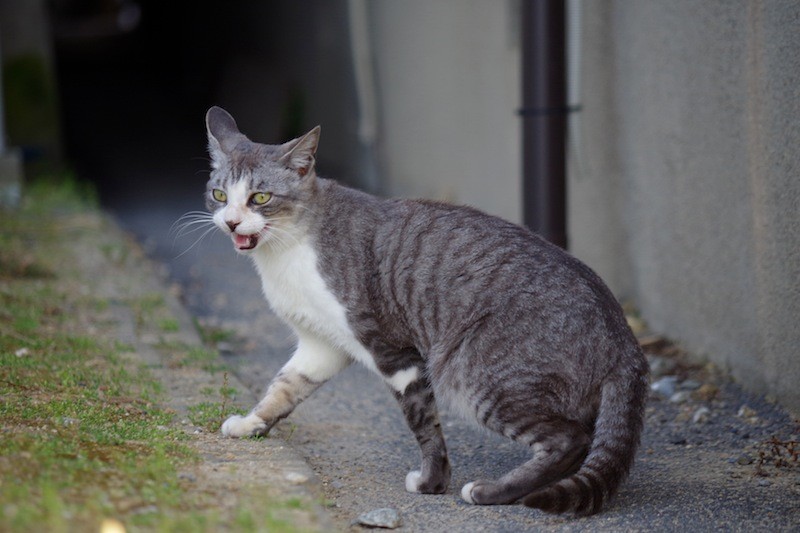 沖島の猫