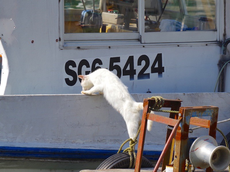 沖島の猫