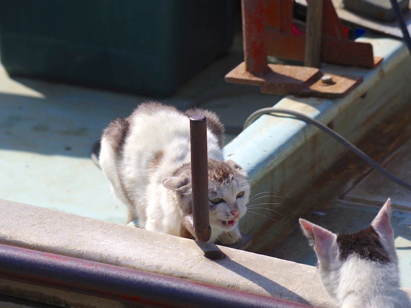 沖島の猫