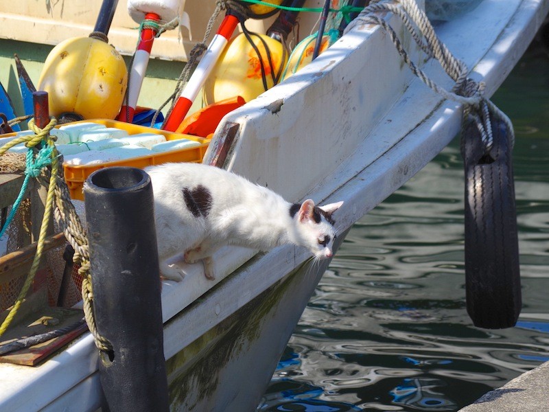 沖島の猫