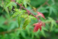 [風景写真][植物]葉っぱと雫