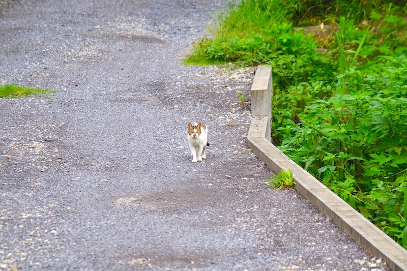 逃げる猫