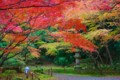 [風景写真][植物]石山寺の紅葉