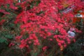 [風景写真][植物]石山寺の紅葉