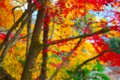 [風景写真][植物]石山寺の紅葉