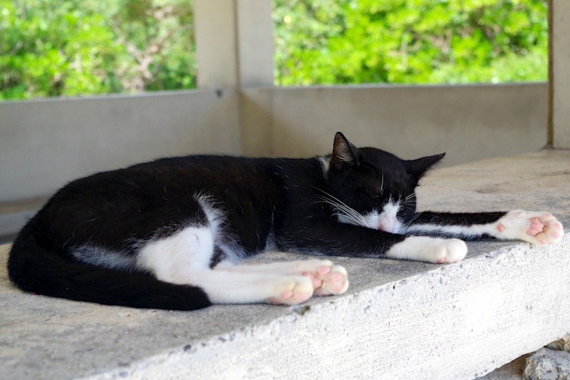 竹富島の猫