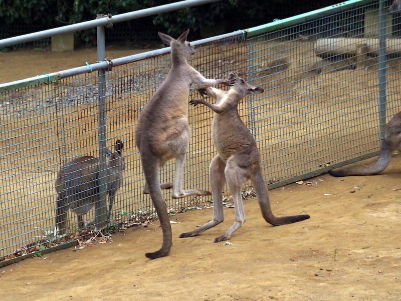 千葉市動物公園のオオカンガルー