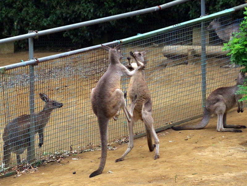 千葉市動物公園のオオカンガルー