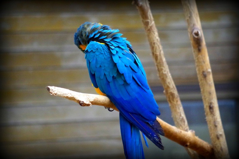 千葉市動物公園のルリコンゴウインコ