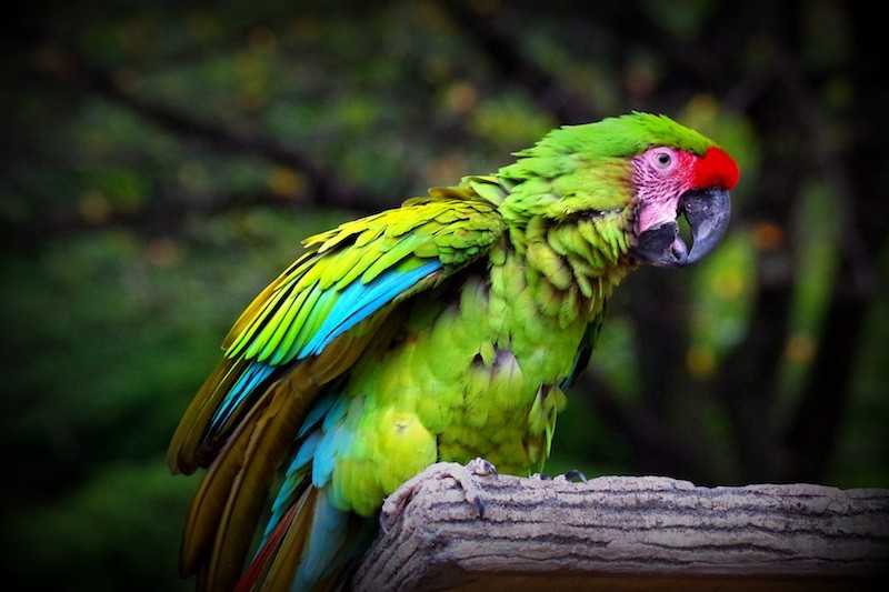 千葉市動物公園のヒワコンゴウインコ