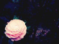 f:id:yukinko17:20100329231503j:image f:id:yukinko17:20100329231503j:image