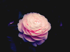 f:id:yukinko17:20100329231518j:image f:id:yukinko17:20100329231518j:image
