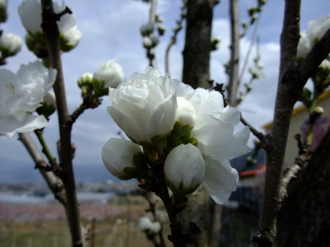 f:id:yukinko17:20100404121706j:image f:id:yukinko17:20100404121706j:image